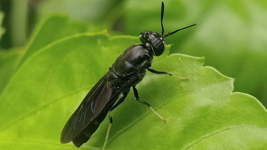 La Mosca Soldado Negra: El Secreto para Transformar Desechos en Oro Agrícola