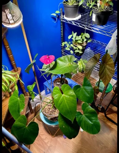 Foco Luz Led Sansi 10w Espectro Completo Para Plantas