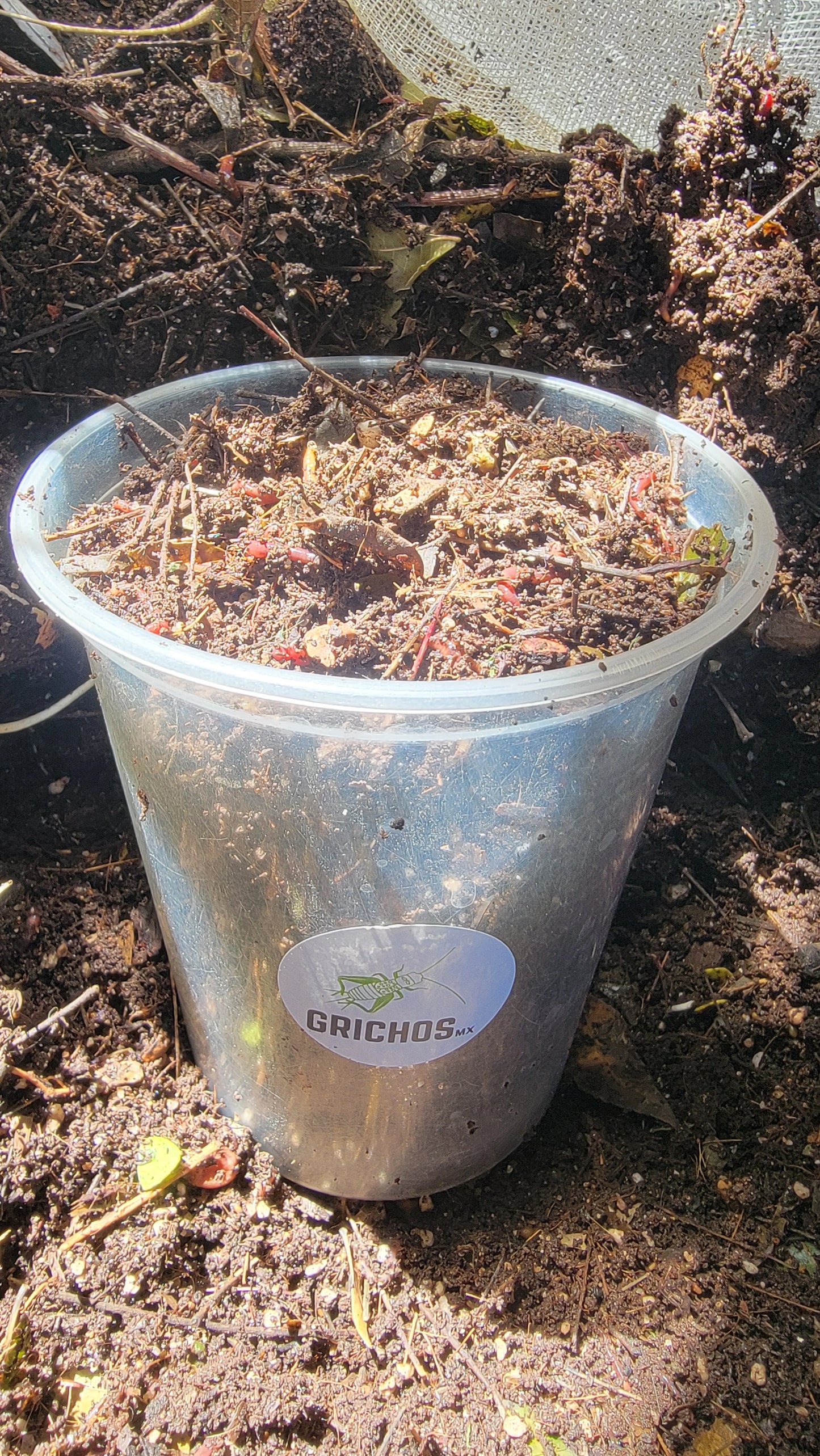Lombriz Roja Californiana para Compostaje y Fertilización Orgánica | Mejora Tu Suelo de Forma Ecológica