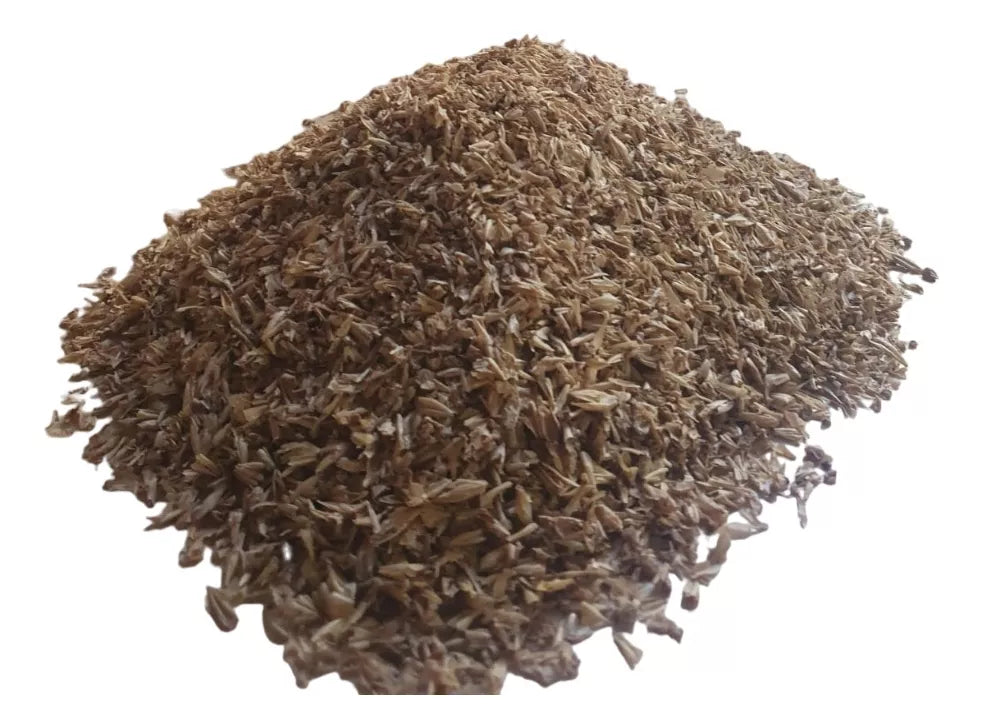 Pie de cría grillos acheta domestica