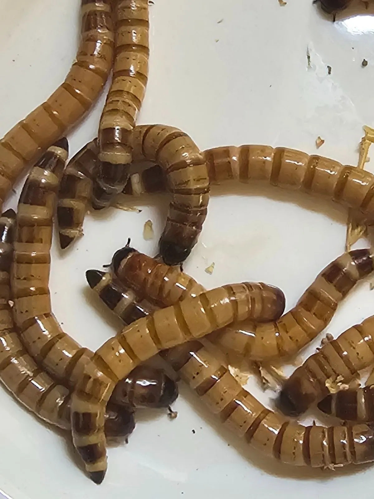 250 Zophobas Morio Vivos | Alimento Premium para Reptiles, Aves y Mascotas Exóticas | Alto en Proteína