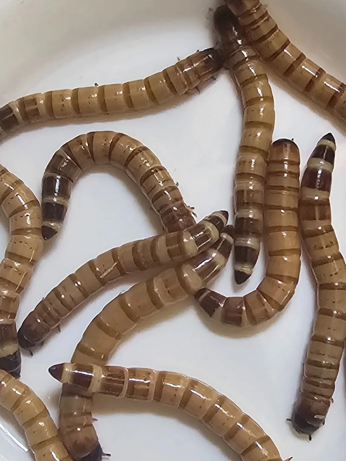 250 Zophobas Morio Vivos | Alimento Premium para Reptiles, Aves y Mascotas Exóticas | Alto en Proteína