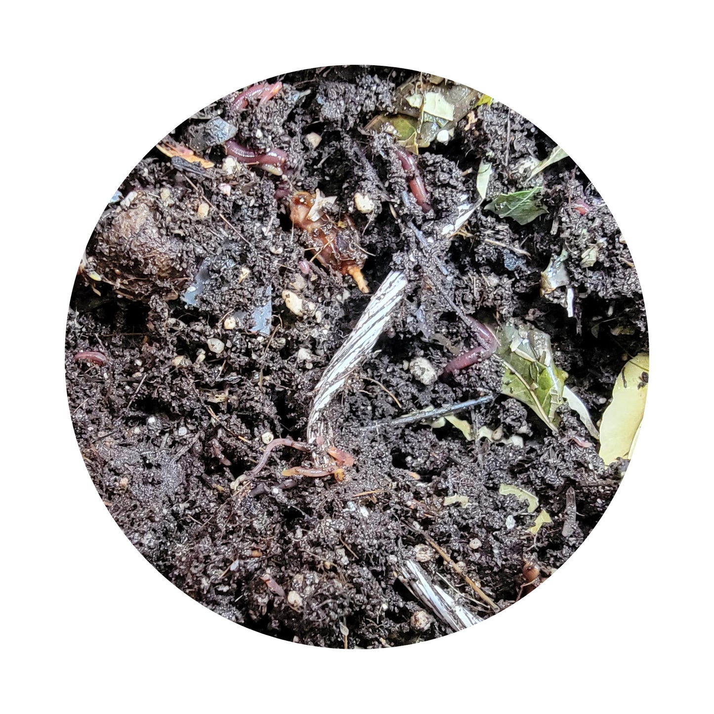 Lombriz Roja Californiana para Compostaje y Fertilización Orgánica | Mejora Tu Suelo de Forma Ecológica