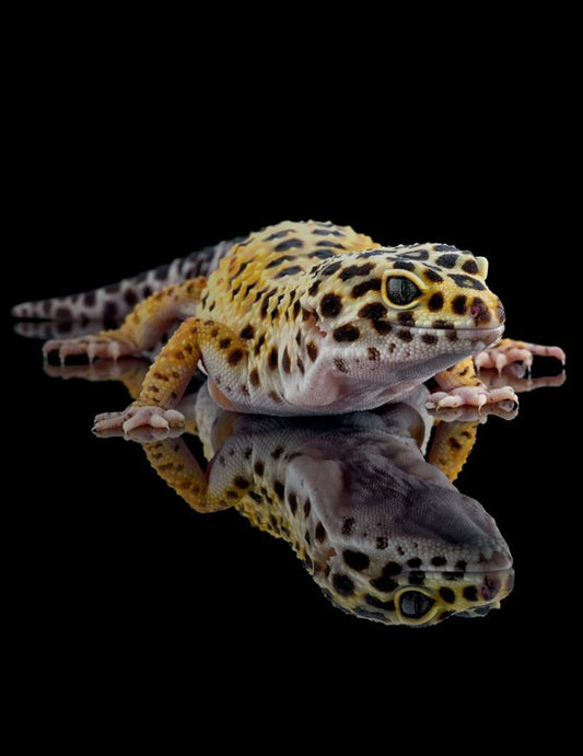 Guía Rápida de Alimentación y Temperatura para Geckos Leopardo