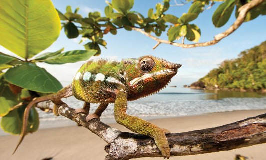 CREA TU PROPIO HÁBITAT PARA TU CAMALEÓN