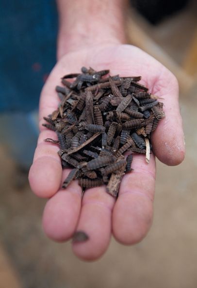 Cuidados básicos de la larva de mosca soldado negra