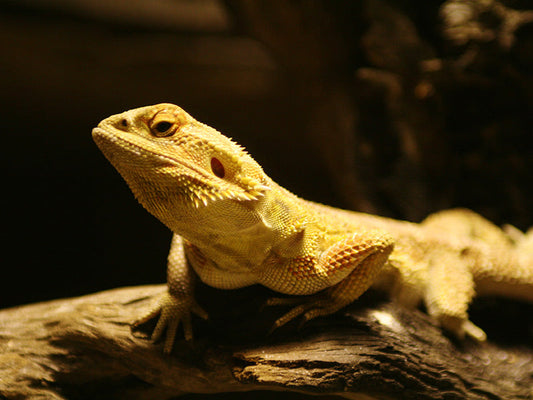 Guía de Alimentación para Dragones Barbudos
