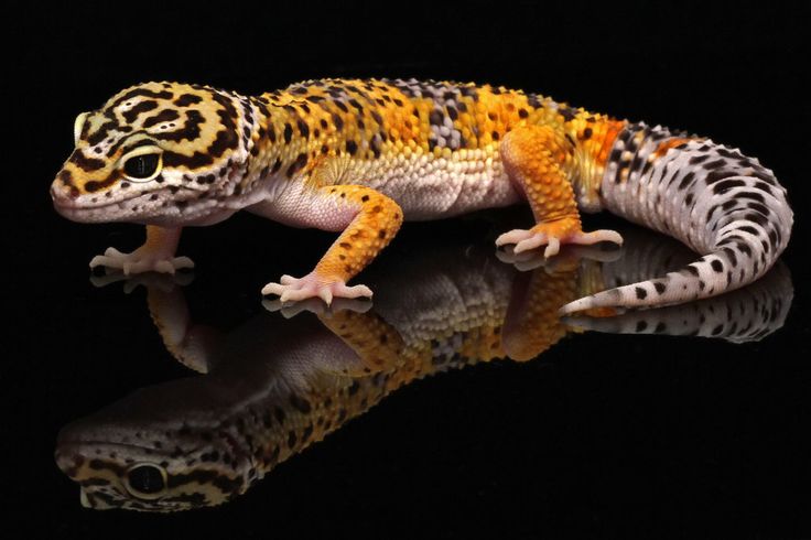 Embuchado: Método de alimentación para tu Gecko Leopardo.