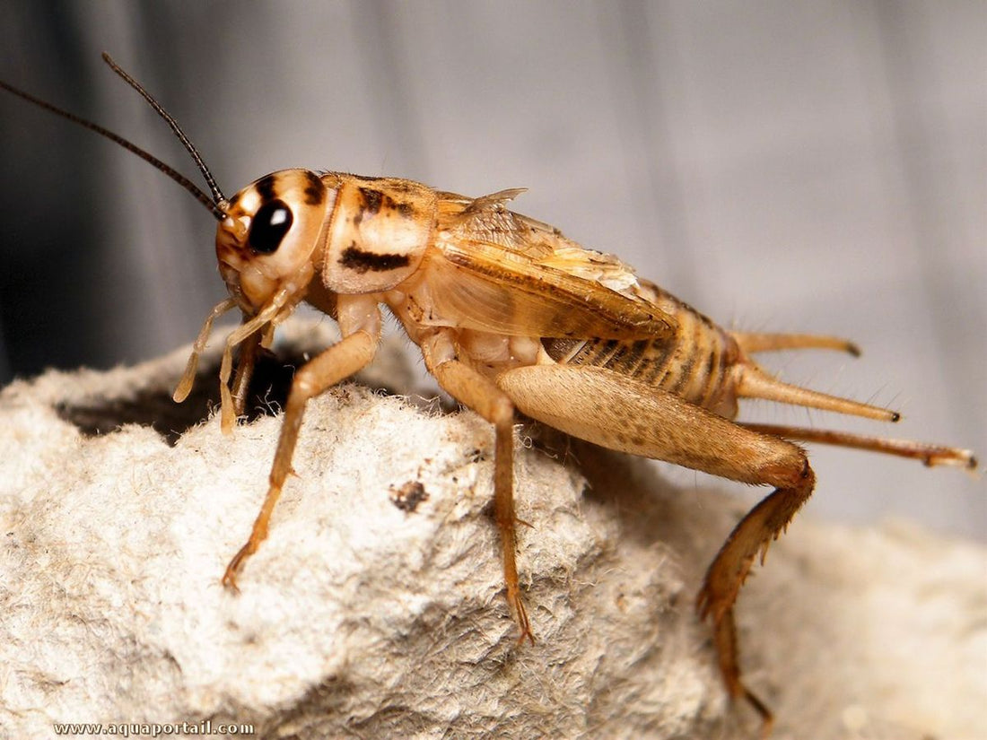 Grillos vs. Tenebrios vs. Zophobas