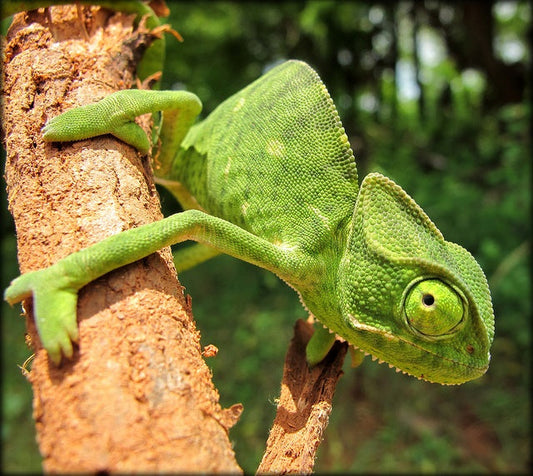 Guía Completa para la Alimentación de tu Camaleón