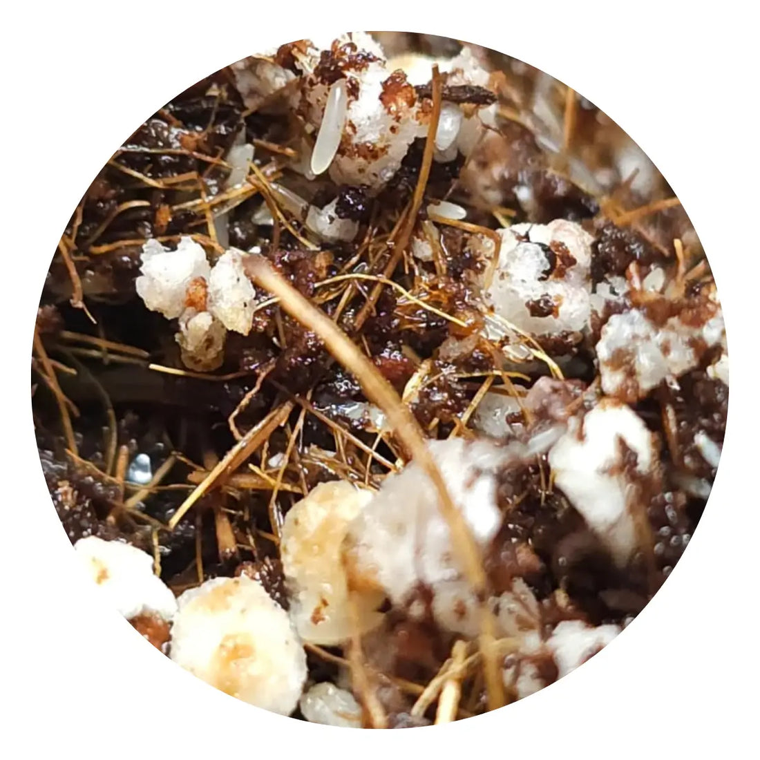 Guía Definitiva para la Incubación y Cuidado de Huevos de Acheta domesticus
