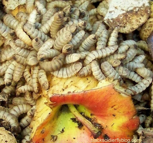 Produce tu propio alimento para gallos, peces y corral sin gastar un peso