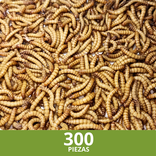 Tenebrios Molitor Vivos (300 Unidades) - Gusanos de Harina para Alimentación de Reptiles, Aves y Peces | Alimento Vivo Natural