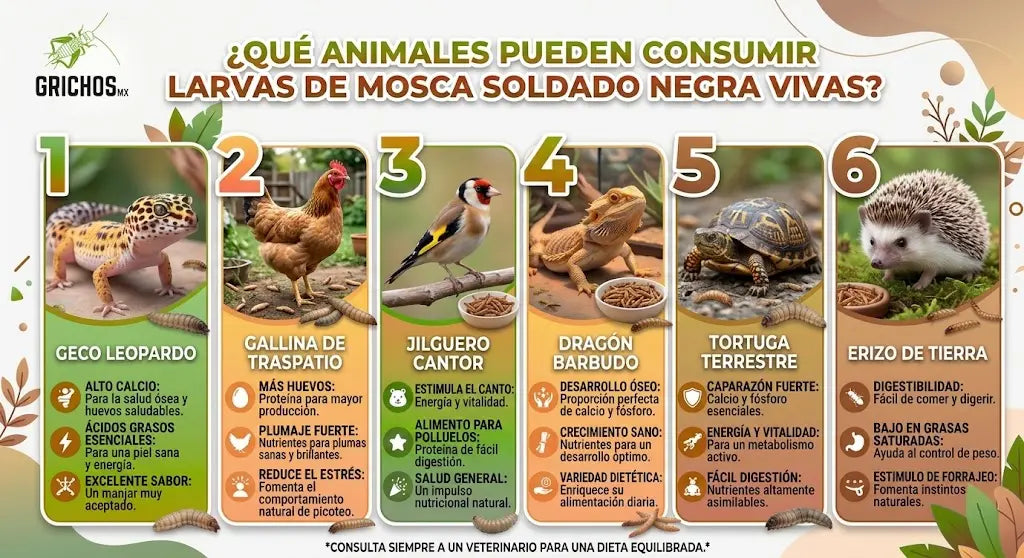 Larvas de Mosca Soldado Negro (Black Soldier Fly) - 300 Unidades | Alimento Rico en Calcio y Proteínas para Mascotas | Grichos.mx