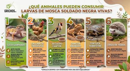 Larvas de Mosca Soldado Negro (Black Soldier Fly) - 300 Unidades | Alimento Rico en Calcio y Proteínas para Mascotas | Grichos.mx
