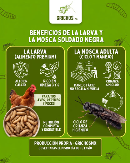 Larvas de Mosca Soldado Negro (Black Soldier Fly) - 300 Unidades | Alimento Rico en Calcio y Proteínas para Mascotas | Grichos.mx