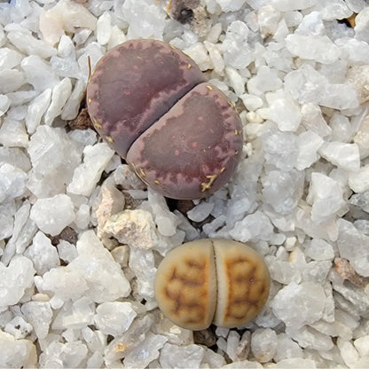 Lithops 2 Cabezas Con Maceta