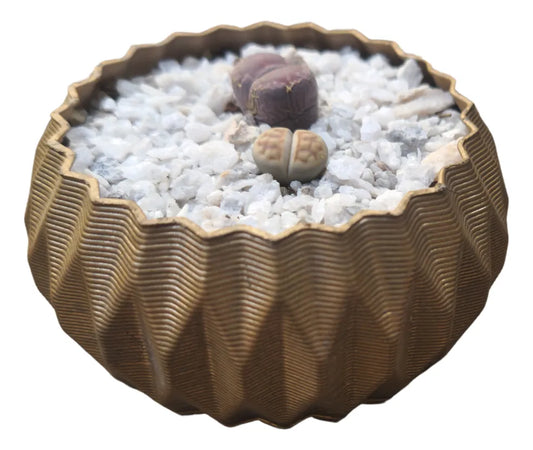 Lithops 2 Cabezas Con Maceta