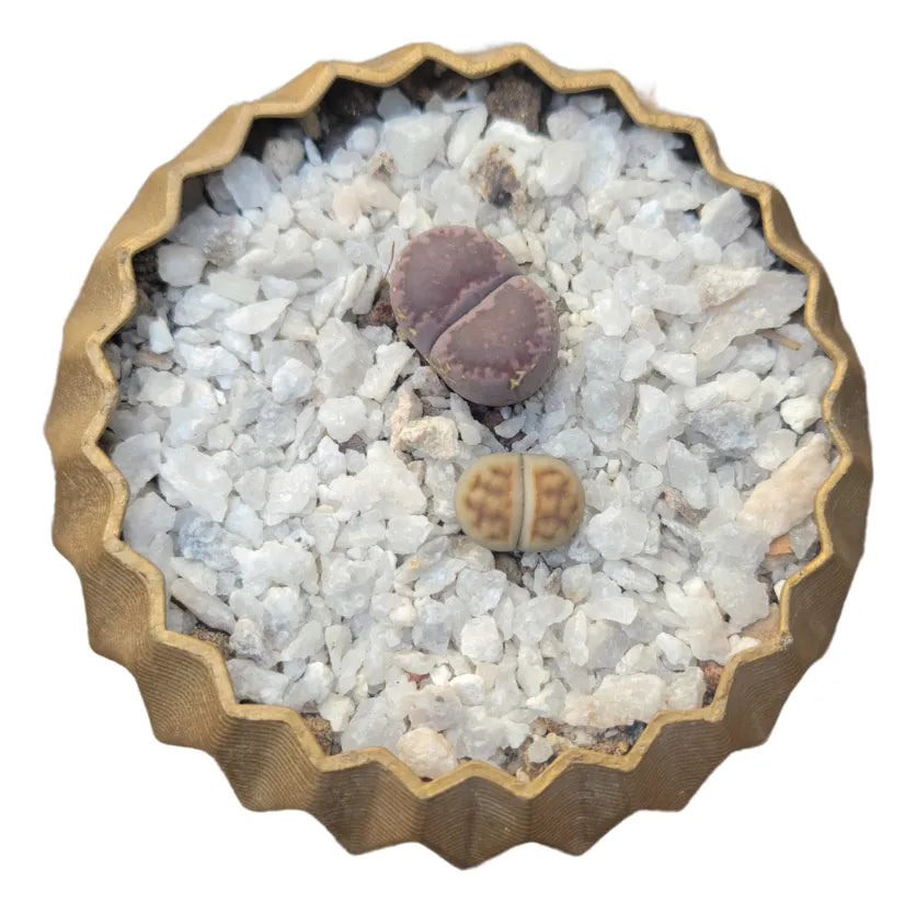 Lithops 2 Cabezas Con Maceta