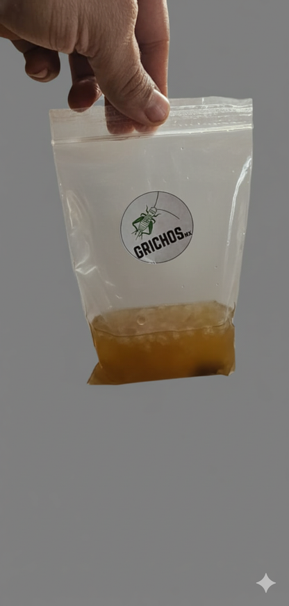 Cultivo Inicial de Búlgaros de Agua para producción de Kéfir