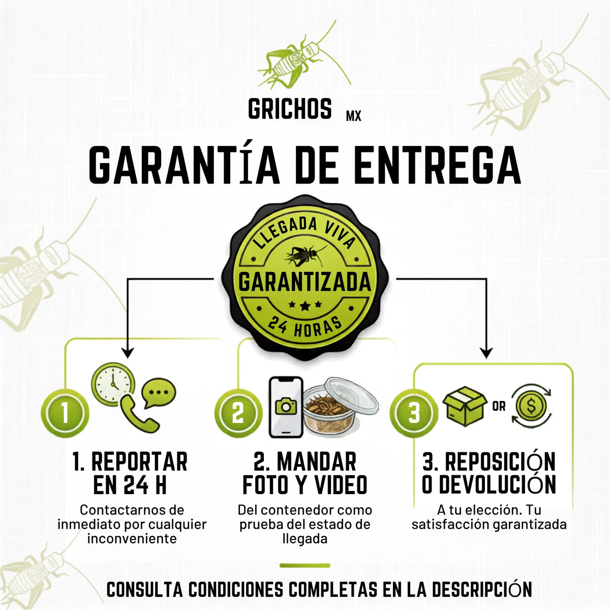 Larvas de Mosca Soldado Negro (Black Soldier Fly) - 300 Unidades | Alimento Rico en Calcio y Proteínas para Mascotas | Grichos.mx