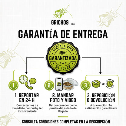 Larvas de Mosca Soldado Negro (Black Soldier Fly) - 300 Unidades | Alimento Rico en Calcio y Proteínas para Mascotas | Grichos.mx