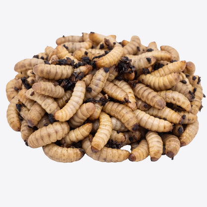 Larvas de Mosca Soldado Negro (Black Soldier Fly) - 300 Unidades | Alimento Rico en Calcio y Proteínas para Mascotas | Grichos.mx