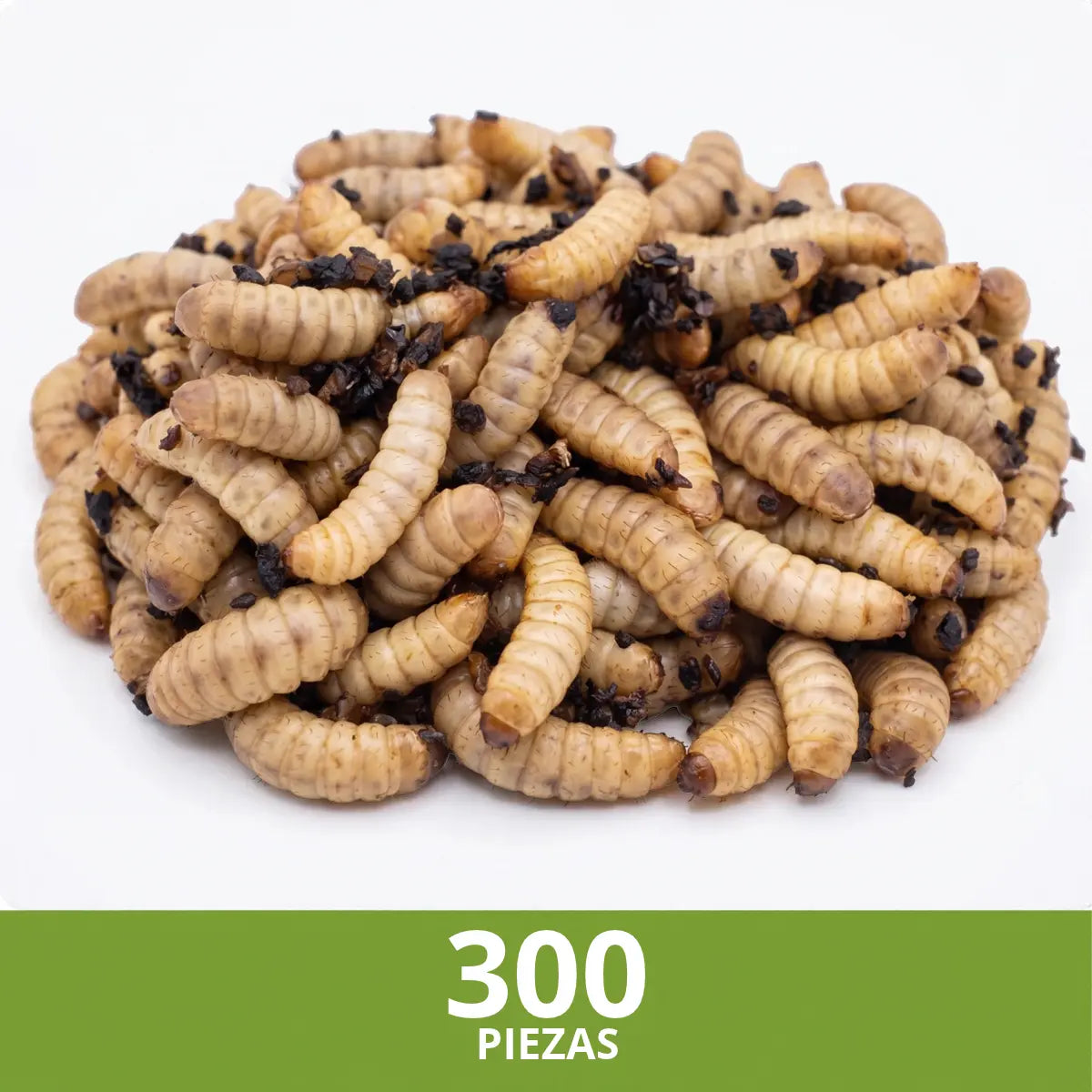 Larvas de Mosca Soldado Negro (Black Soldier Fly) - 300 Unidades | Alimento Rico en Calcio y Proteínas para Mascotas | Grichos.mx