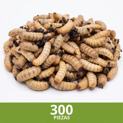 Larvas de Mosca Soldado Negro (Black Soldier Fly) - 300 Unidades | Alimento Rico en Calcio y Proteínas para Mascotas | Grichos.mx
