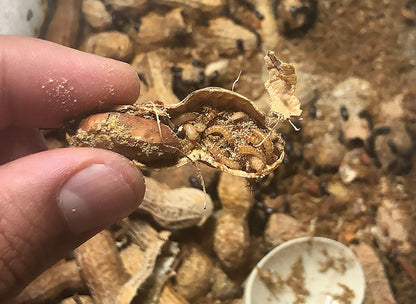 1000 Tenebrio de cacahuate alimento vivo para especies pequeñas