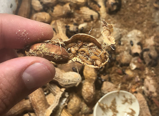 2000 Tenebrio de cacahuate alimento vivo para especies pequeñas