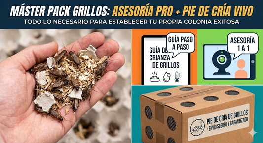 Máster Pack Grillos: Asesoría 1 a 1 + Pie de Cría