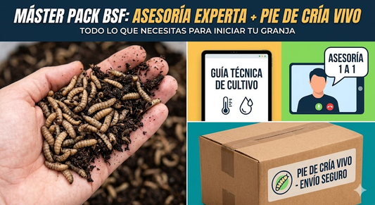 Cultivo de Mosca Soldado Negro: Asesoría + Pie de Cría