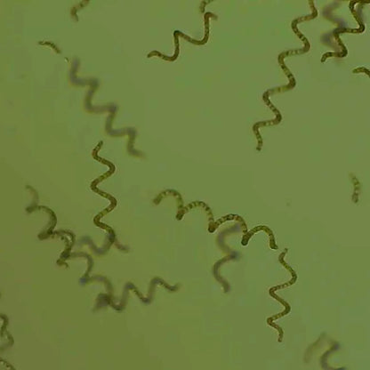 Kit de Cultivo de Espirulina Viva para 100 Litros (Cepa y Nutrientes) | Grichos