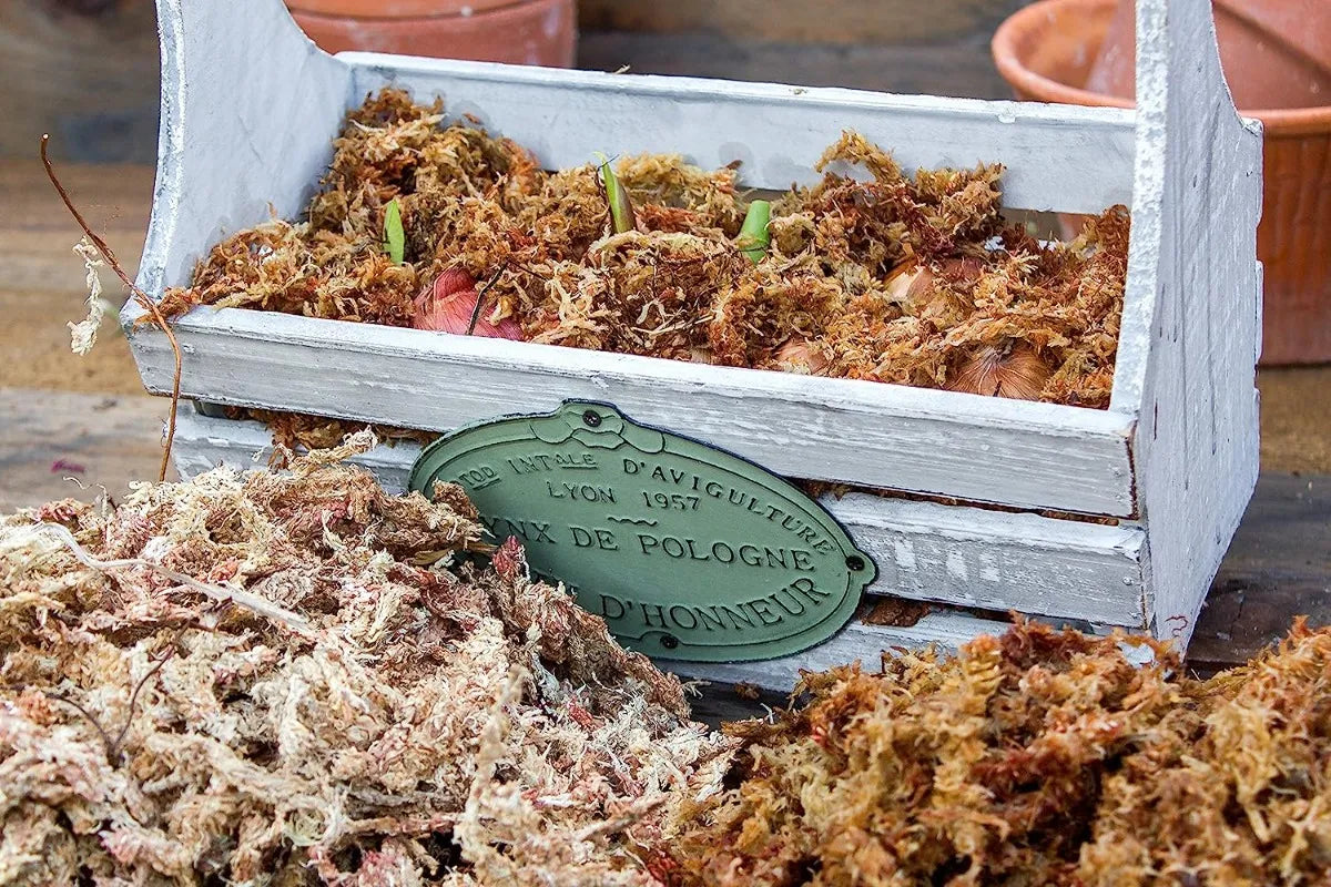 Musgo Sphagnum Seco para Orquídeas y Terrarios | Grichos