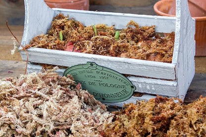 Musgo Sphagnum Seco para Orquídeas y Terrarios | Grichos