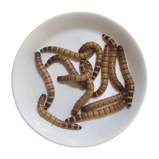 250 Zophobas Morio Vivos | Alimento Premium para Reptiles, Aves y Mascotas Exóticas | Alto en Proteína