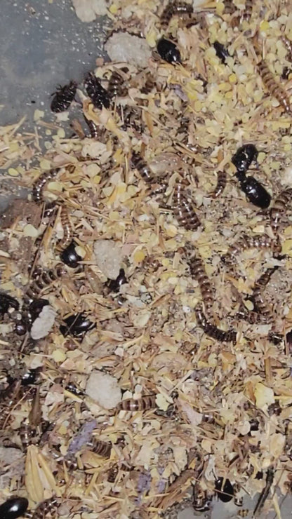 10,000 Tenebrios de Cacahuate - Alimento Vivo Ideal para Especies Pequeñas y Reptiles | Grichos