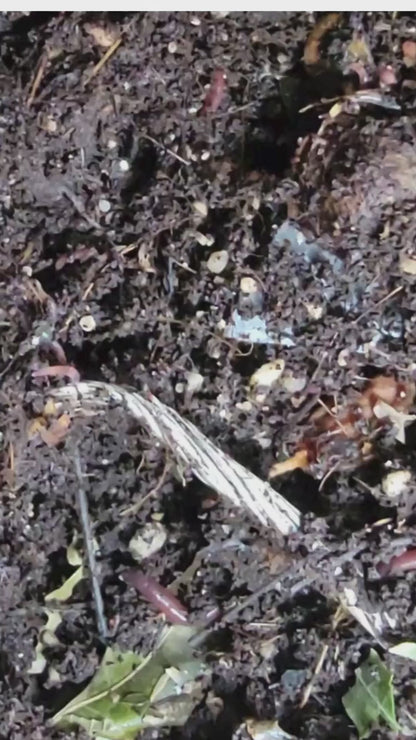Lombriz Roja Californiana para Compostaje y Fertilización Orgánica | Mejora Tu Suelo de Forma Ecológica