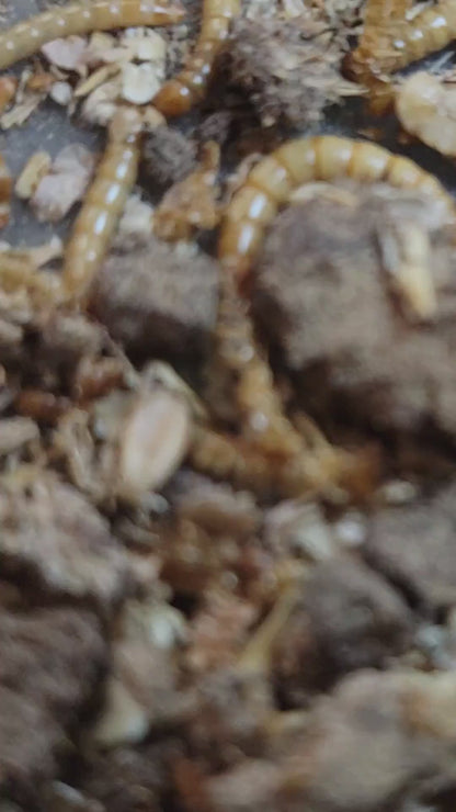 Tenebrios Molitor Vivos (300 Unidades) - Gusanos de Harina para Alimentación de Reptiles, Aves y Peces | Alimento Vivo Natural