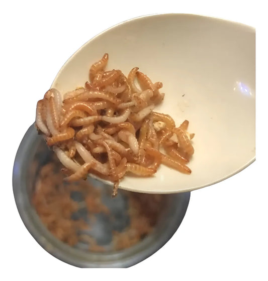 5,000 Tenebrios de Cacahuate - Alimento Vivo Ideal para Especies Pequeñas y Reptiles | Grichos