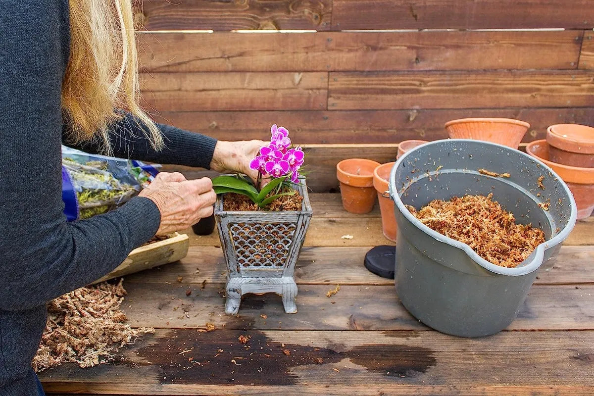 Musgo Sphagnum Seco para Orquídeas y Terrarios | Grichos