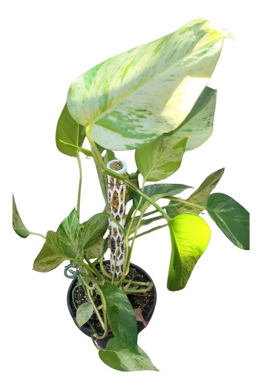 Tutor Modular para Plantas (Poste para Musgo) - Impresión 3D | Grichos